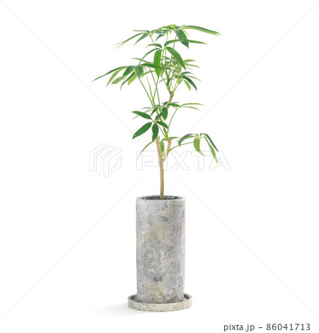 観葉植物、シェフレラ・アンガスティフォリアの鉢植え【白背景】 86041713