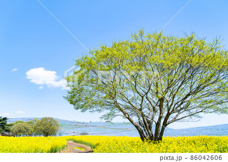 茨城県 国営ひたち海浜公園　～菜の花とネモフィラ～ 86042606