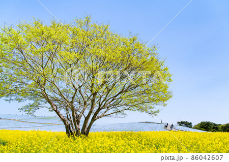 茨城県 国営ひたち海浜公園　～菜の花とネモフィラ～ 86042607