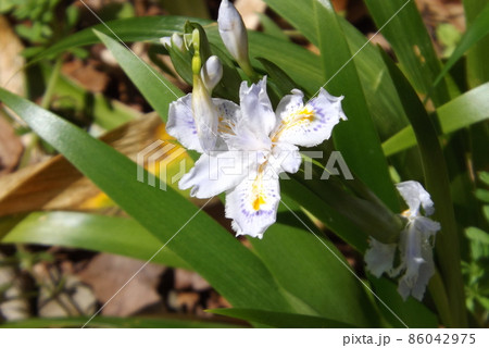 シャガ シャガ 86042975