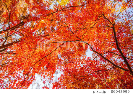 秋の東京 紅葉の水元公園 秋の東京 紅葉の水元公園 86042999