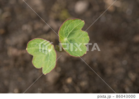 キンレンカの芽 86043000