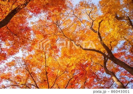 秋の東京 紅葉の水元公園 秋の東京 紅葉の水元公園 86043001