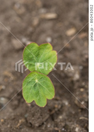 キンレンカの芽 86043002