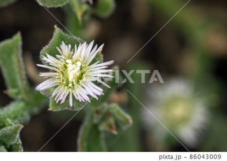 アイスプラントの花のアップ 86043009