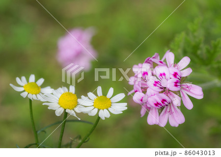 ジャーマンカモミールとローズゼラニウムの花 ジャーマンカモミールとローズゼラニウムの花 86043013