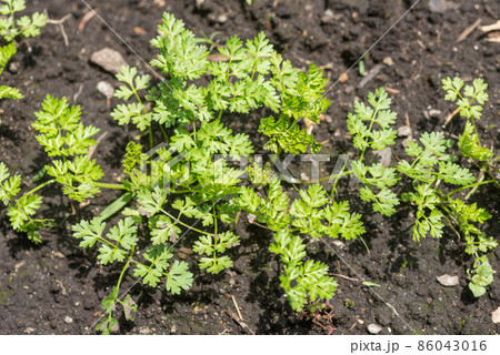 畑の緑のチャービルの葉 86043016