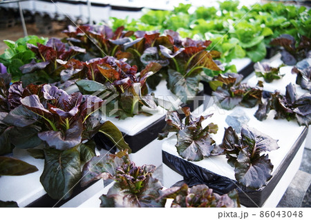 Hydroponic organic vegetables salad garden cultivation at home garden Hydroponic organic vegetables salad garden cultivation at home garden 86043048