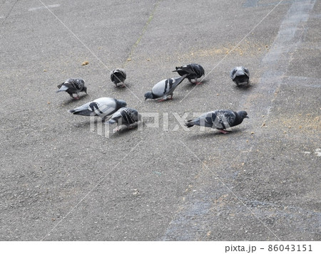 公園の鳩 86043151