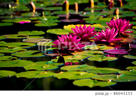 滋賀県草津市立水生植物公園水の森の睡蓮を撮影 86043155