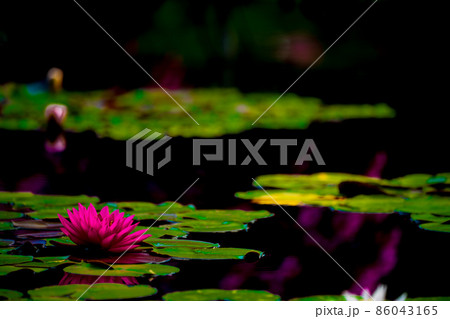 滋賀県草津市立水生植物公園水の森の睡蓮を撮影 86043165
