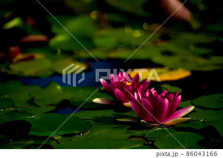 滋賀県草津市立水生植物公園水の森の睡蓮を撮影 86043166