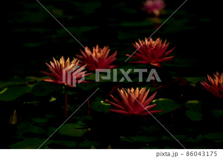 滋賀県草津市立水生植物公園水の森の睡蓮を撮影 86043175