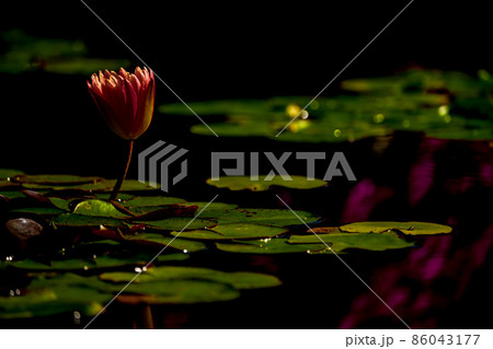 滋賀県草津市立水生植物公園水の森の睡蓮を撮影 86043177