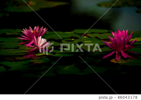 滋賀県草津市立水生植物公園水の森の睡蓮を撮影 滋賀県草津市立水生植物公園水の森の睡蓮を撮影 86043178