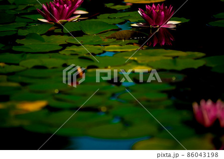 滋賀県草津市立水生植物公園水の森の睡蓮を撮影 86043198