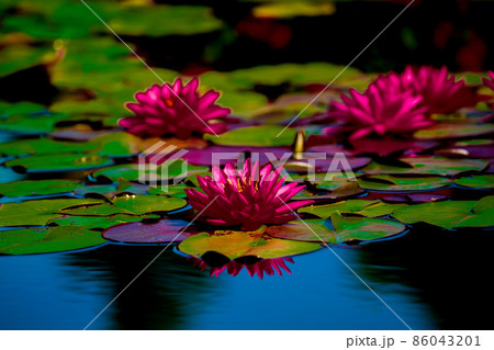 滋賀県草津市立水生植物公園水の森の睡蓮を撮影 86043201