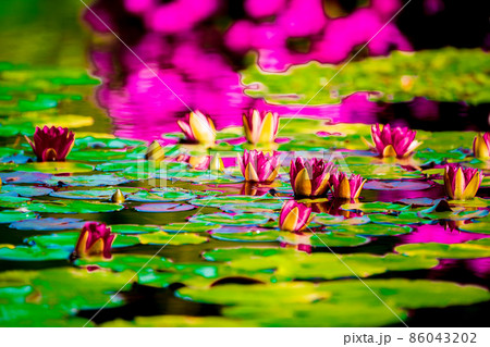 滋賀県草津市立水生植物公園水の森の睡蓮を撮影 86043202