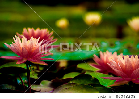 滋賀県草津市立水生植物公園水の森の睡蓮を撮影 86043208