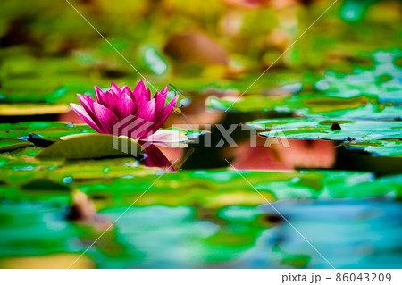 滋賀県草津市立水生植物公園水の森の睡蓮を撮影 86043209