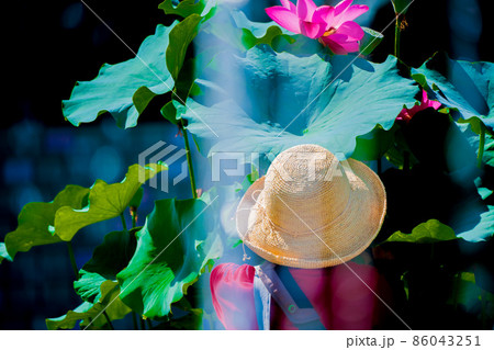 滋賀県草津市立水生植物公園水の森の睡蓮を撮影 86043251