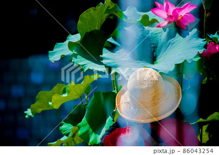 滋賀県草津市立水生植物公園水の森の睡蓮を撮影 86043254