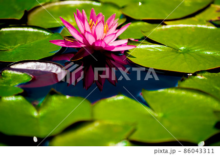 滋賀県草津市立水生植物公園水の森の睡蓮を撮影 86043311