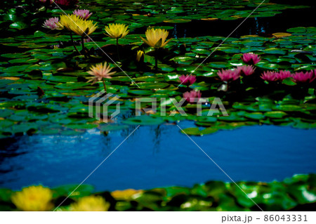 滋賀県草津市立水生植物公園水の森の睡蓮を撮影 86043331