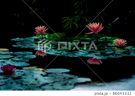 滋賀県草津市立水生植物公園水の森の睡蓮を撮影 86043332