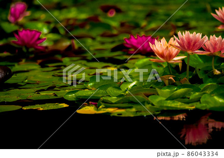 滋賀県草津市立水生植物公園水の森の睡蓮を撮影 86043334
