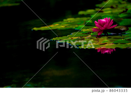 滋賀県草津市立水生植物公園水の森の睡蓮を撮影 86043335