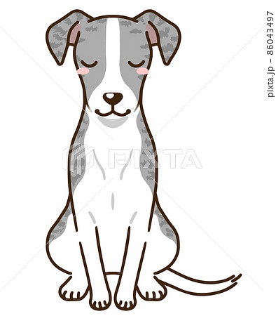 おじぎするウィペット（ブルーブリンドル） 86043497