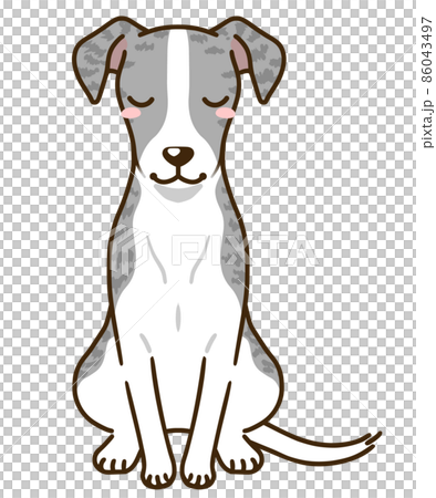 おじぎするウィペット（ブルーブリンドル） 86043497