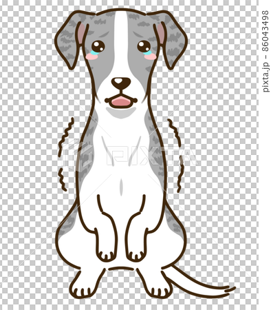 受驚的惠比特犬（藍色斑紋） 86043498