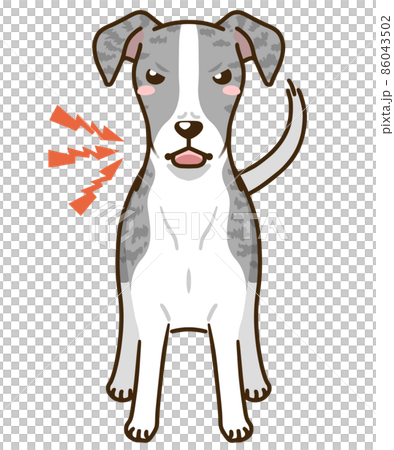 Menacing whippet (blue brindle) Menacing whippet (blue brindle) 86043502