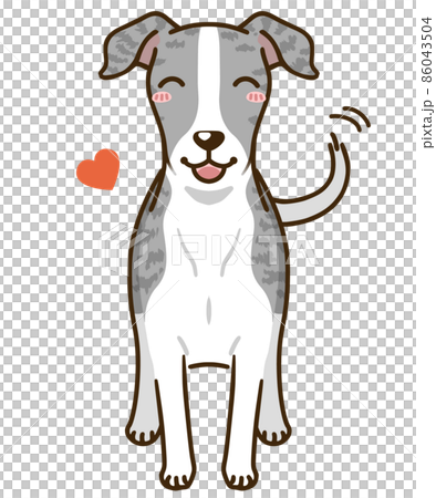 Natsuki Whippet (Blue Brindle) Natsuki Whippet (Blue Brindle) 86043504