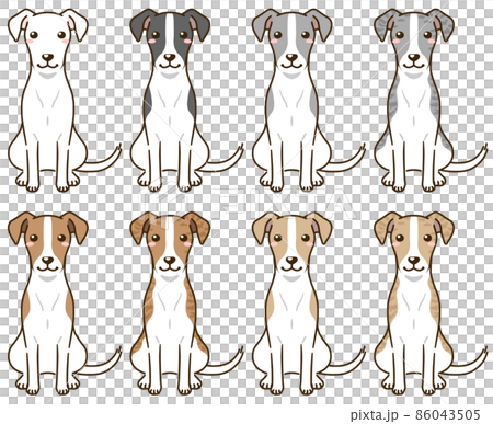 Whippets of various coat colors Whippets of various coat colors 86043505