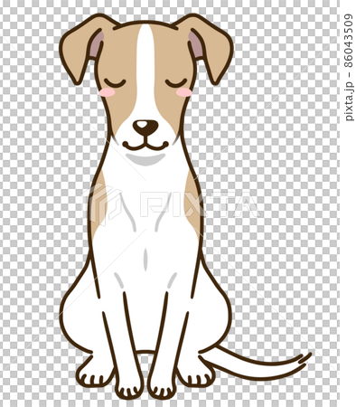 Bowing whippet (fawn white) Bowing whippet (fawn white) 86043509