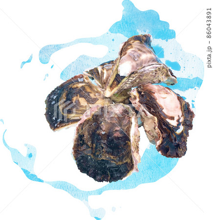 牡蠣　イラスト　写真　素材 86043891