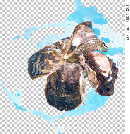 牡蠣插圖照片素材 86043891