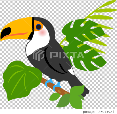 オオハシとジャングルの植物のイラスト素材 [86043921] - PIXTA
