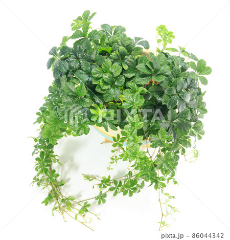 観葉植物、シュガーバインの葉【白背景】 観葉植物、シュガーバインの葉【白背景】 86044342