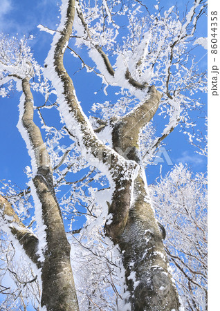 綿向山山頂付近の樹氷　【滋賀県日野町】 86044358