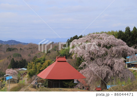 福島県の桜 86044471