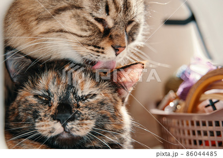 Fluffy cat licks small kitten with its tongue. Pussycat relaxes when its mother cat washes it. Hygiene of pets. Taking care of animals. Fluffy cat licks small kitten with its tongue. Pussycat relaxes when its mother cat washes it. Hygiene of pets. Taking care of animals. 86044485