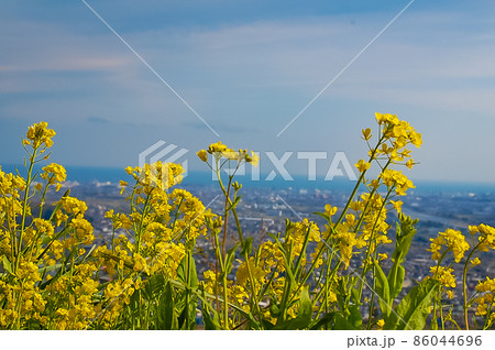 山の上の菜の花 86044696