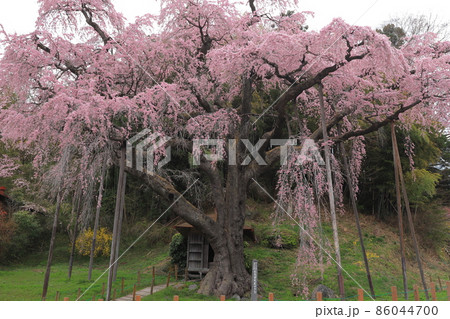 紅枝垂地蔵桜 86044700