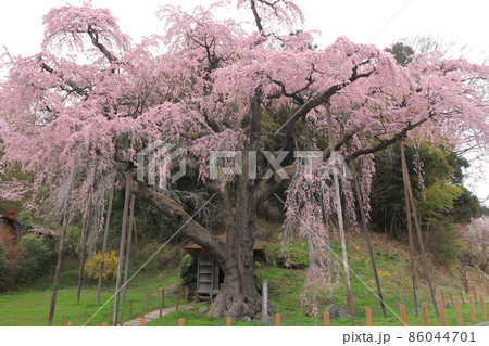紅枝垂地蔵桜 86044701