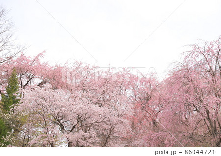 紅枝垂地蔵桜 86044721