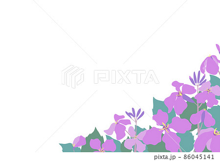 ムラサキハナナ(紫花菜)ショカツサイ(諸葛菜)花大根の花畑風景イラストフレーム はがきサイズ横型 ムラサキハナナ(紫花菜)ショカツサイ(諸葛菜)花大根の花畑風景イラストフレーム はがきサイズ横型 86045141